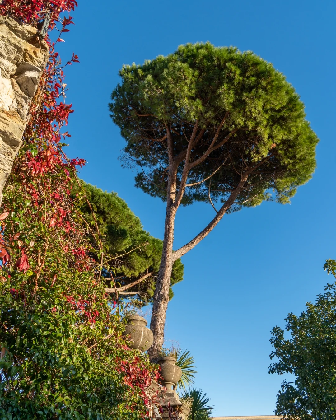 Pin maritime (Pinus Pinaster) - Image 3