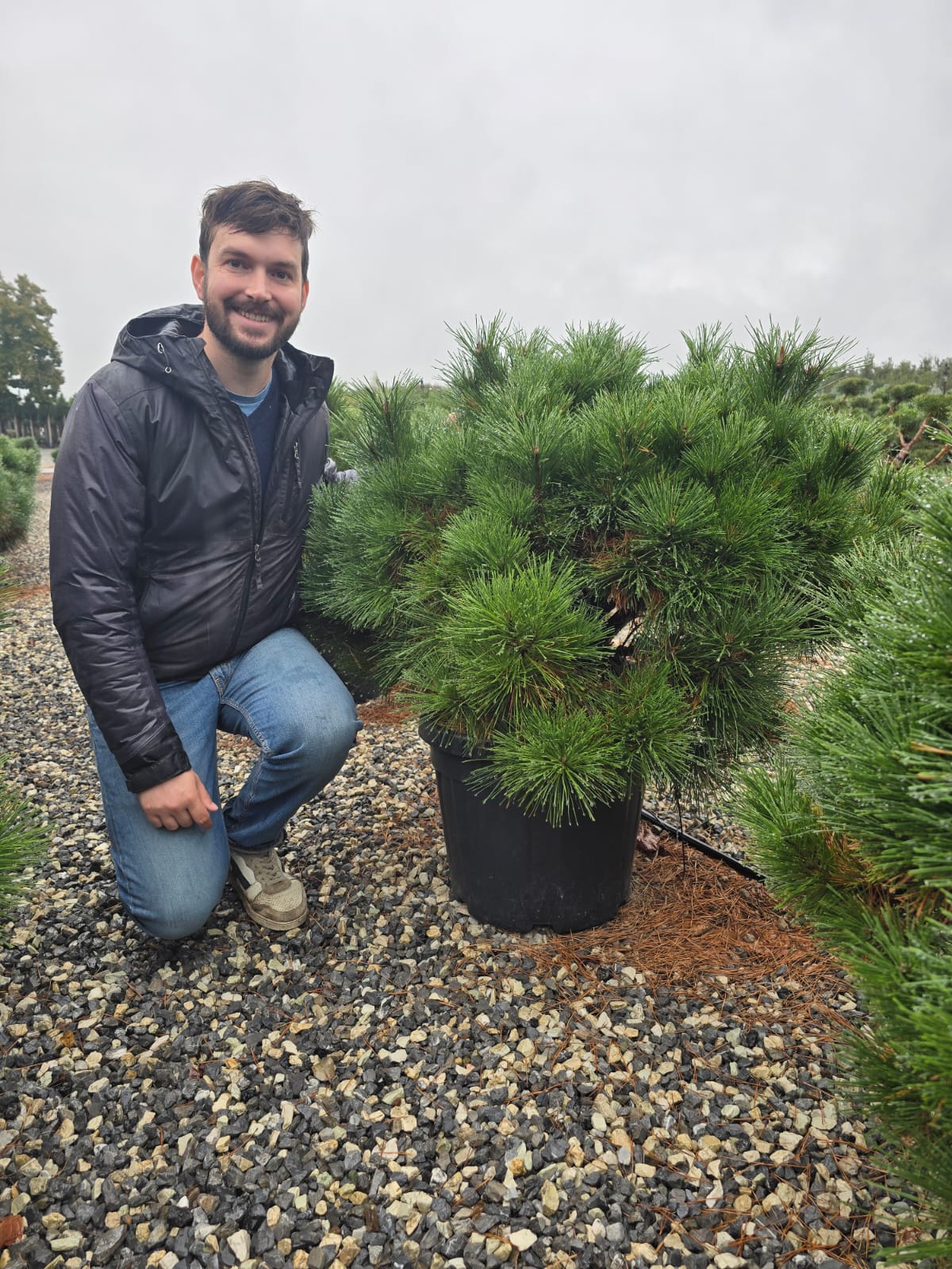 Pin Noir Nain (Pinus Nigra Nana) - Image 5
