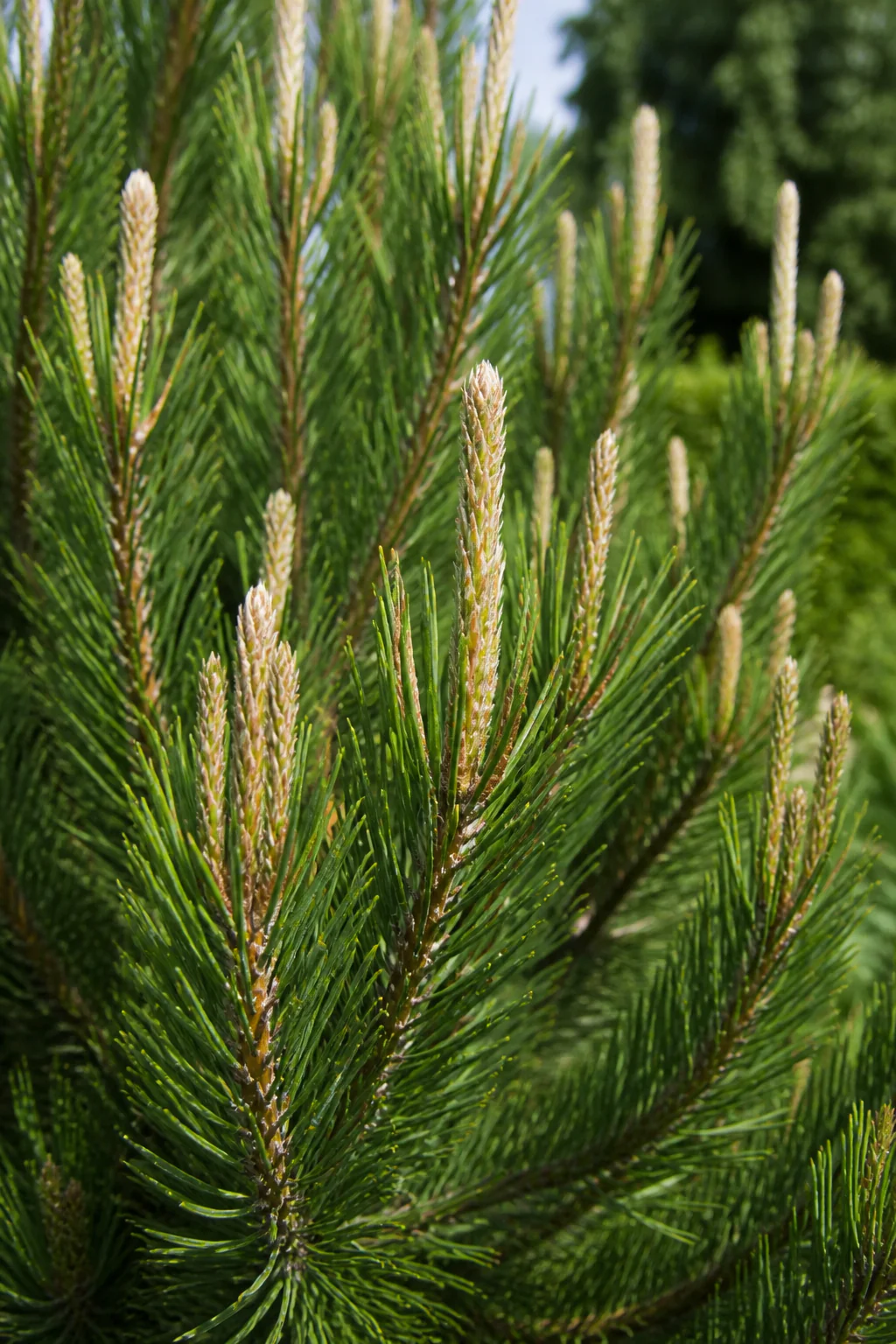 Pin sylvestre en touffe - Image 2