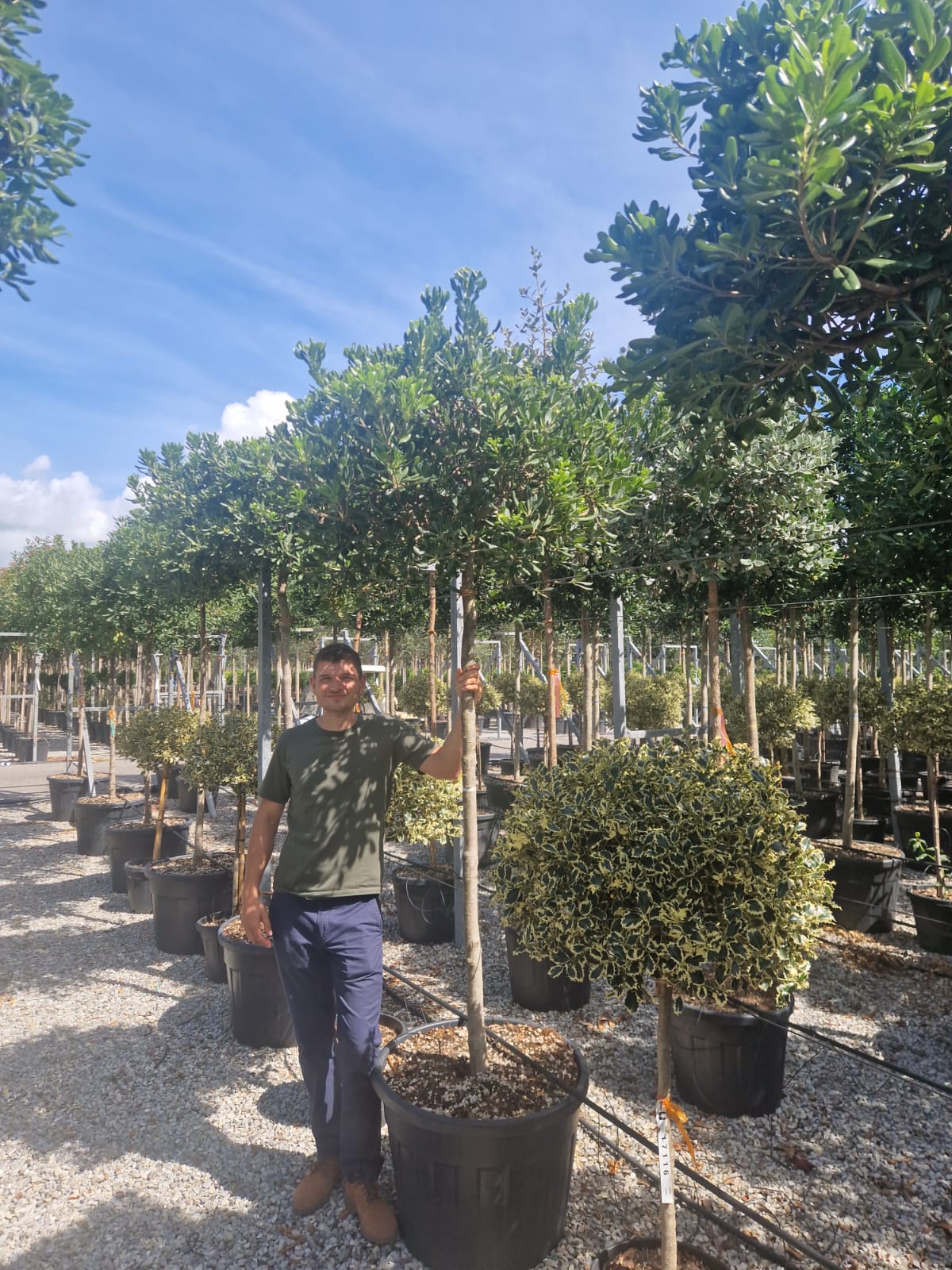 Pittosporum de Chine en tige - Image 4