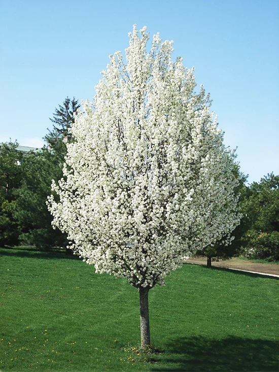 Poirier à fleurs en tige (Pyrus Calleryana Chanticleer) - Image 3