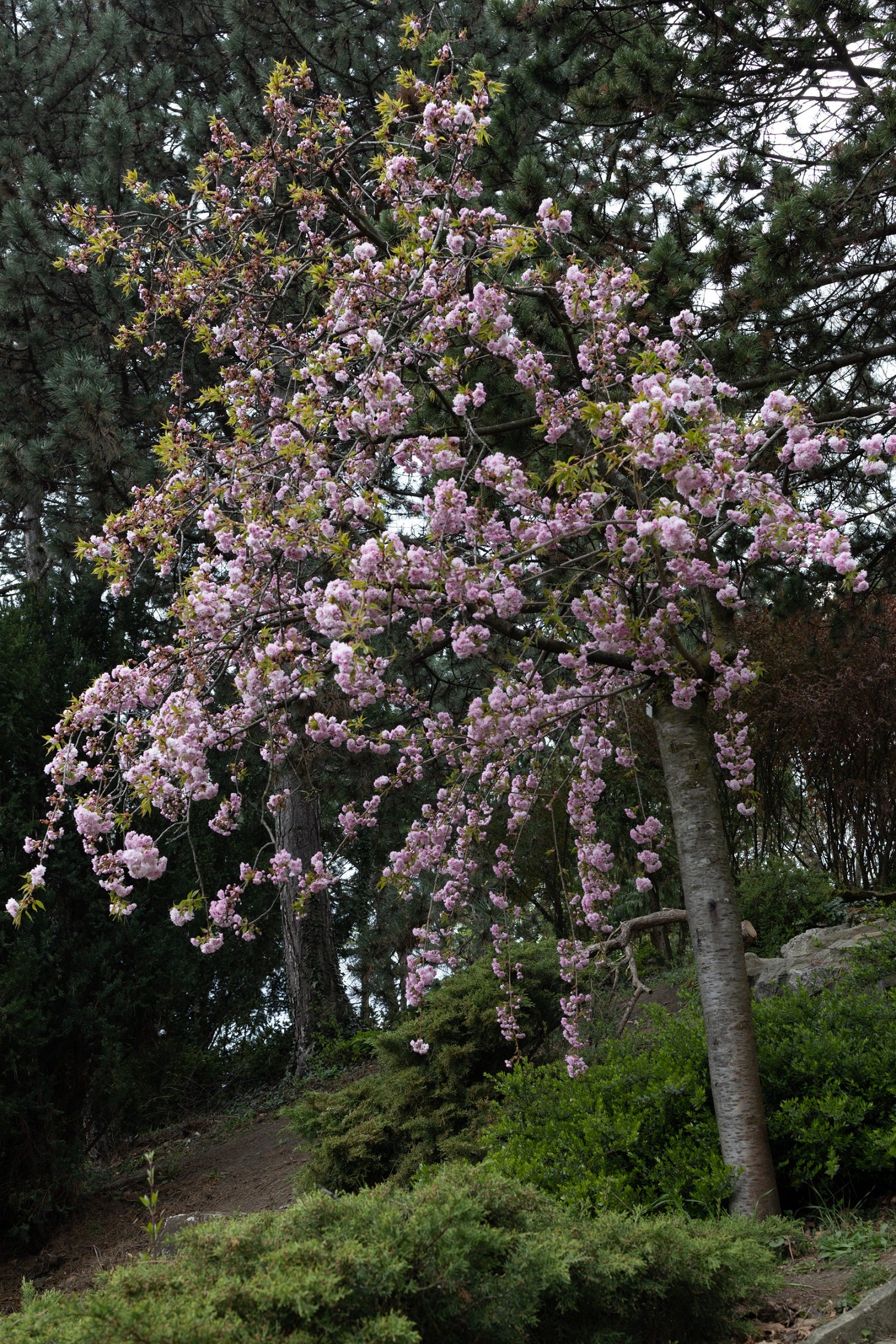 Cerisier Japonais pleureur à fleurs (Prunus Serrulata Kiku Shidare zakura) - Image 4