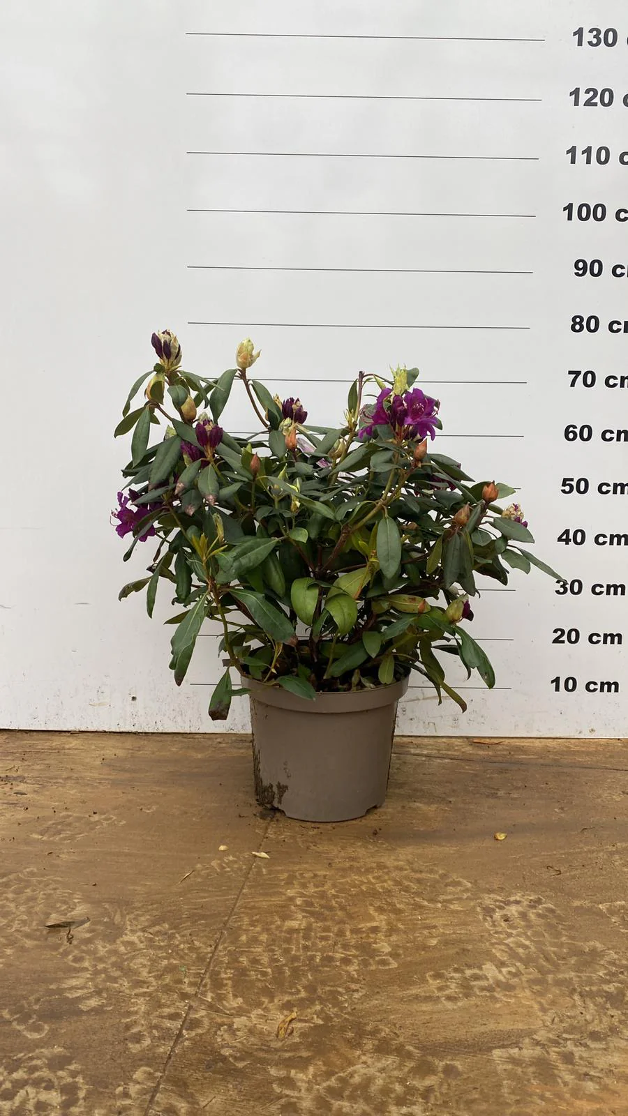 Rhododendron - Image 16