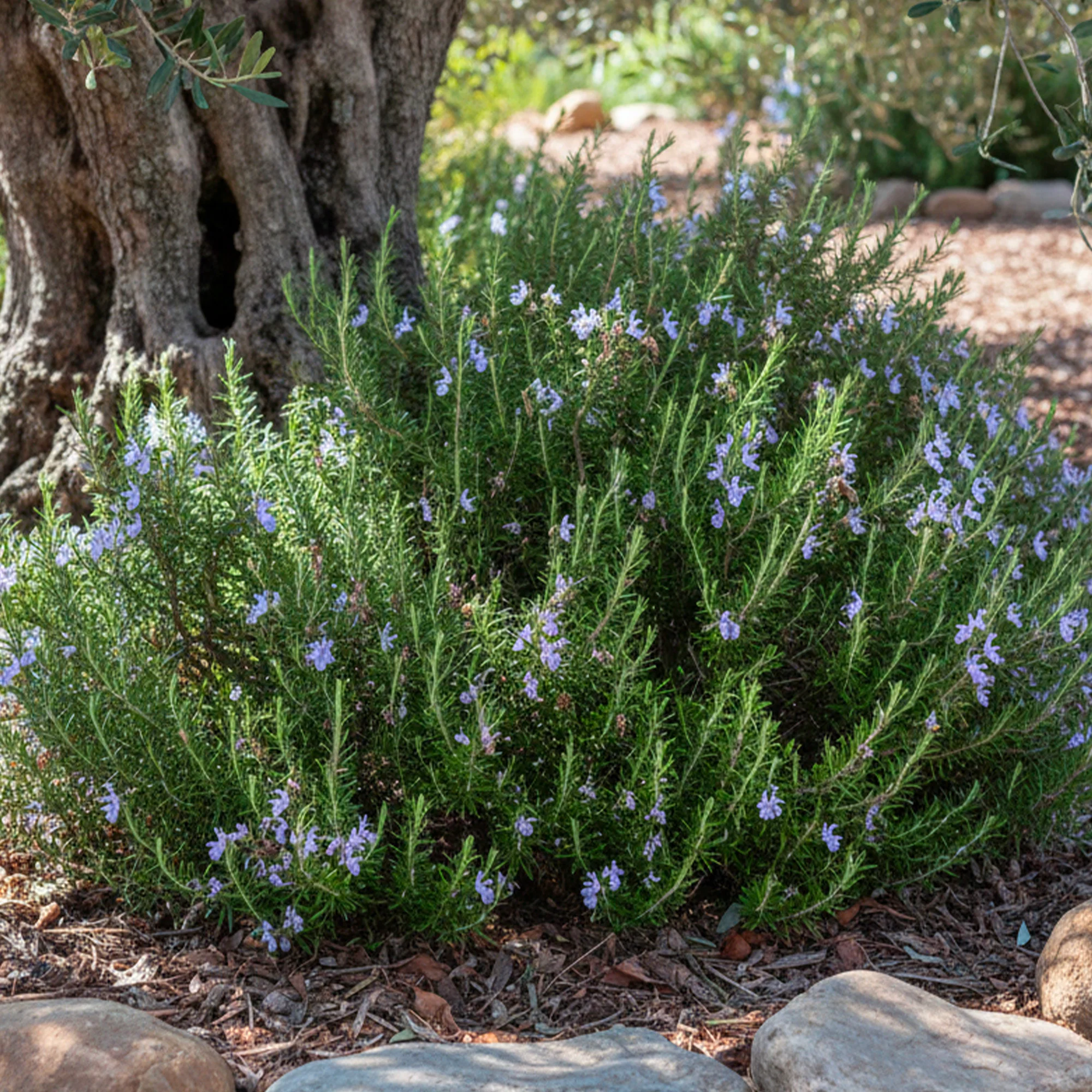 Romarin (Salvia rosmarinus)