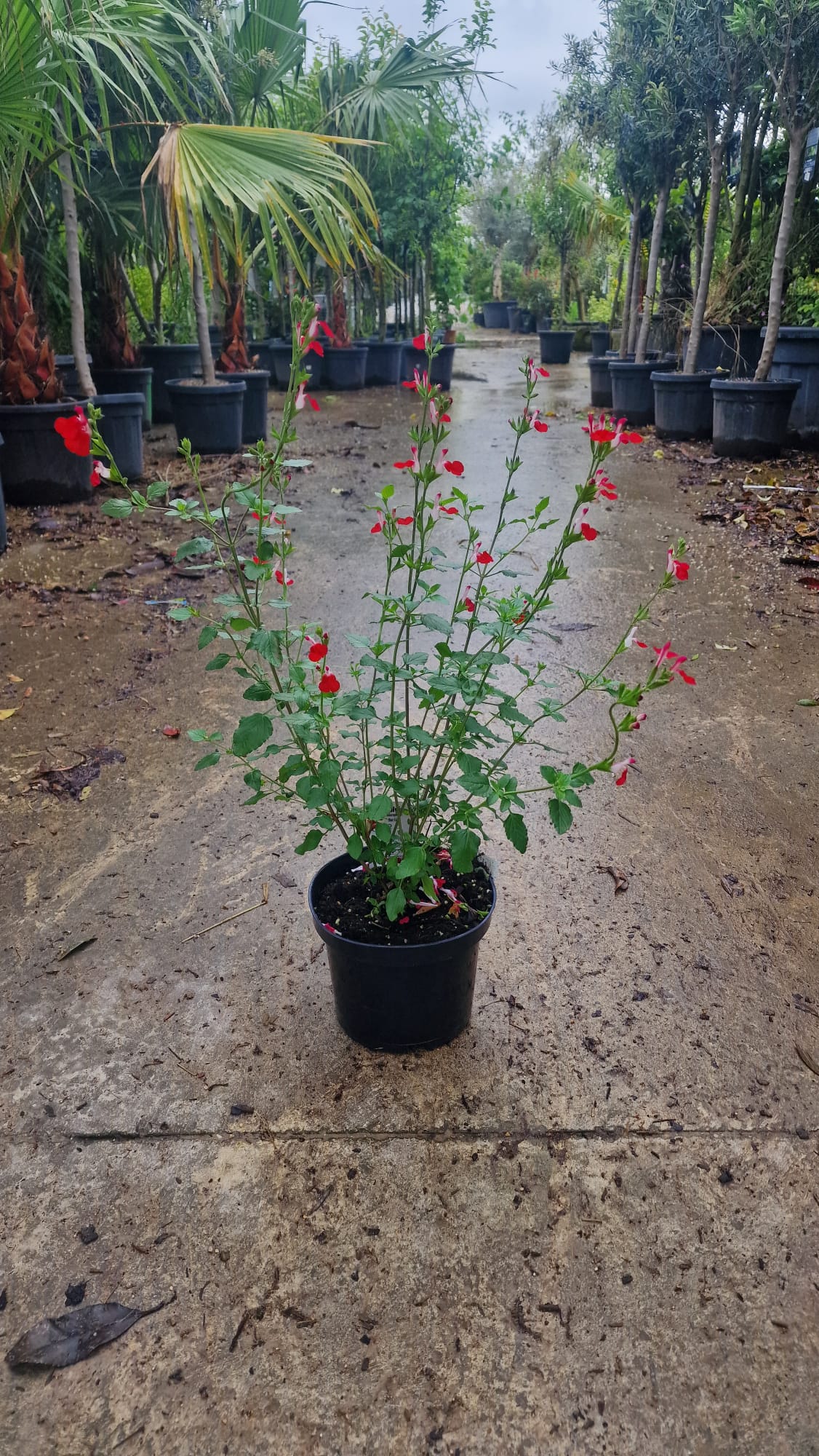 Sauge Ornementale (Salvia microphylla) - Image 11