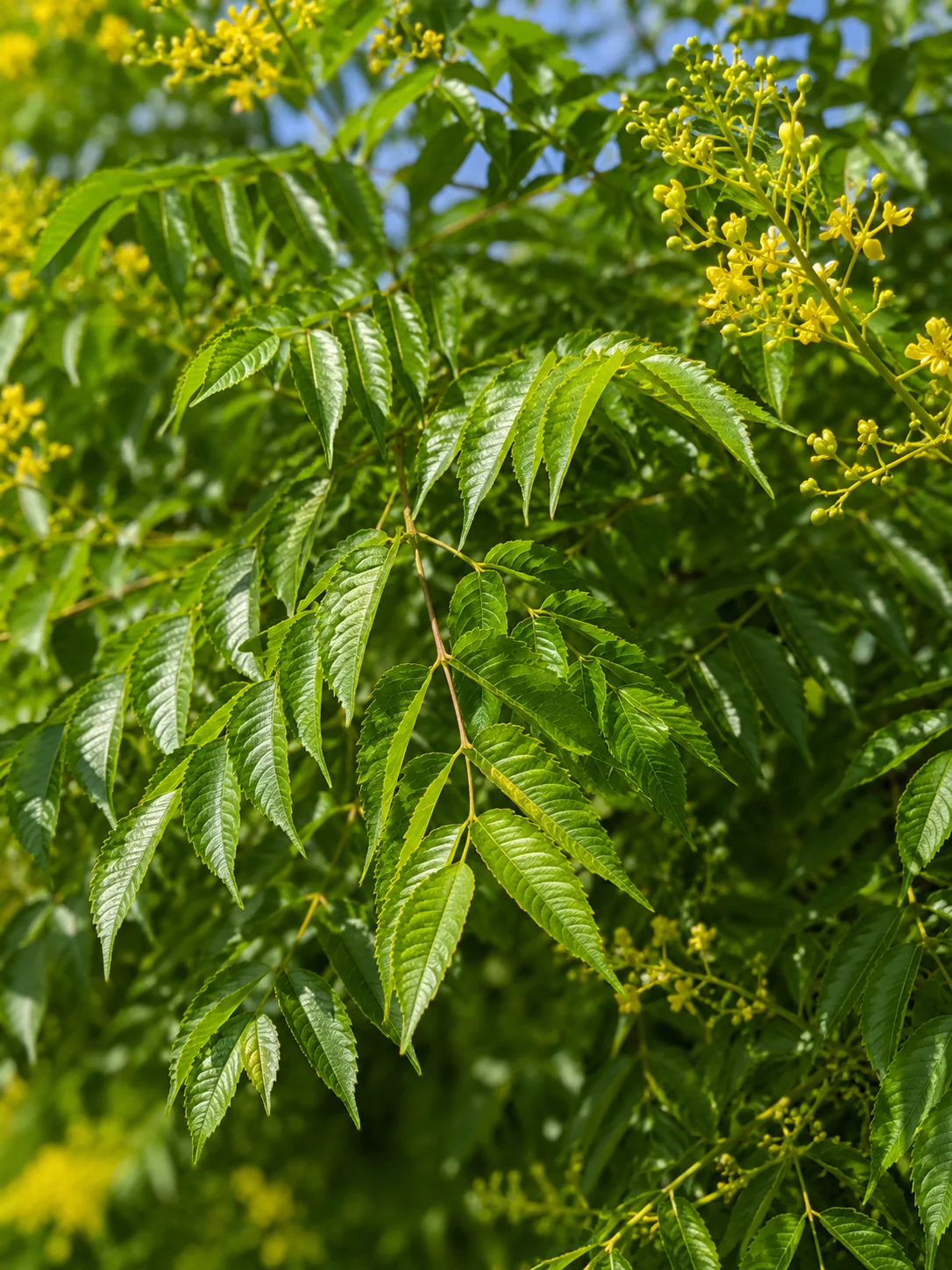 Savonnier de Chine (Koelreuteria paniculata) - Image 2
