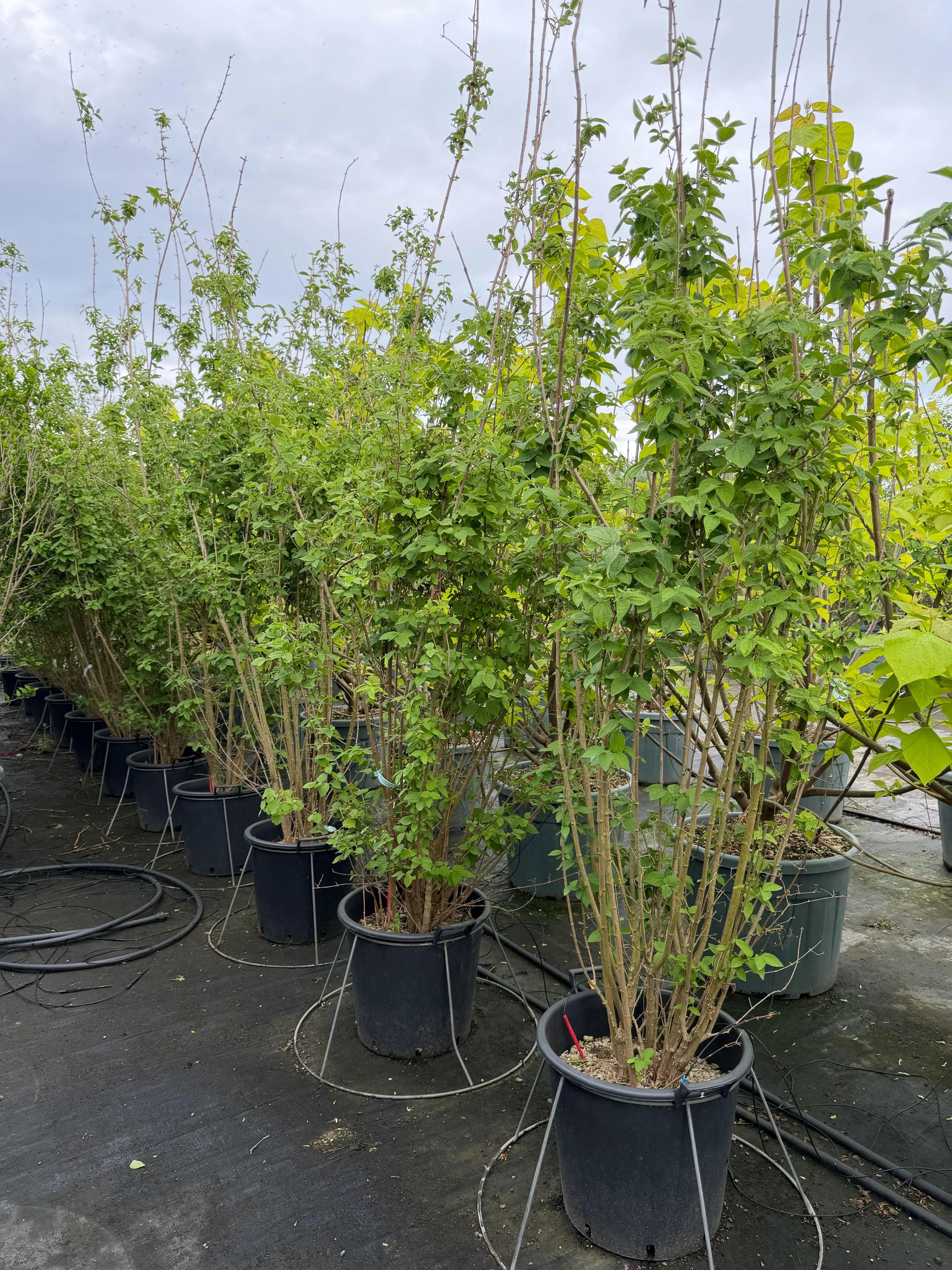 Seringat (Philadelphus) - Image 4
