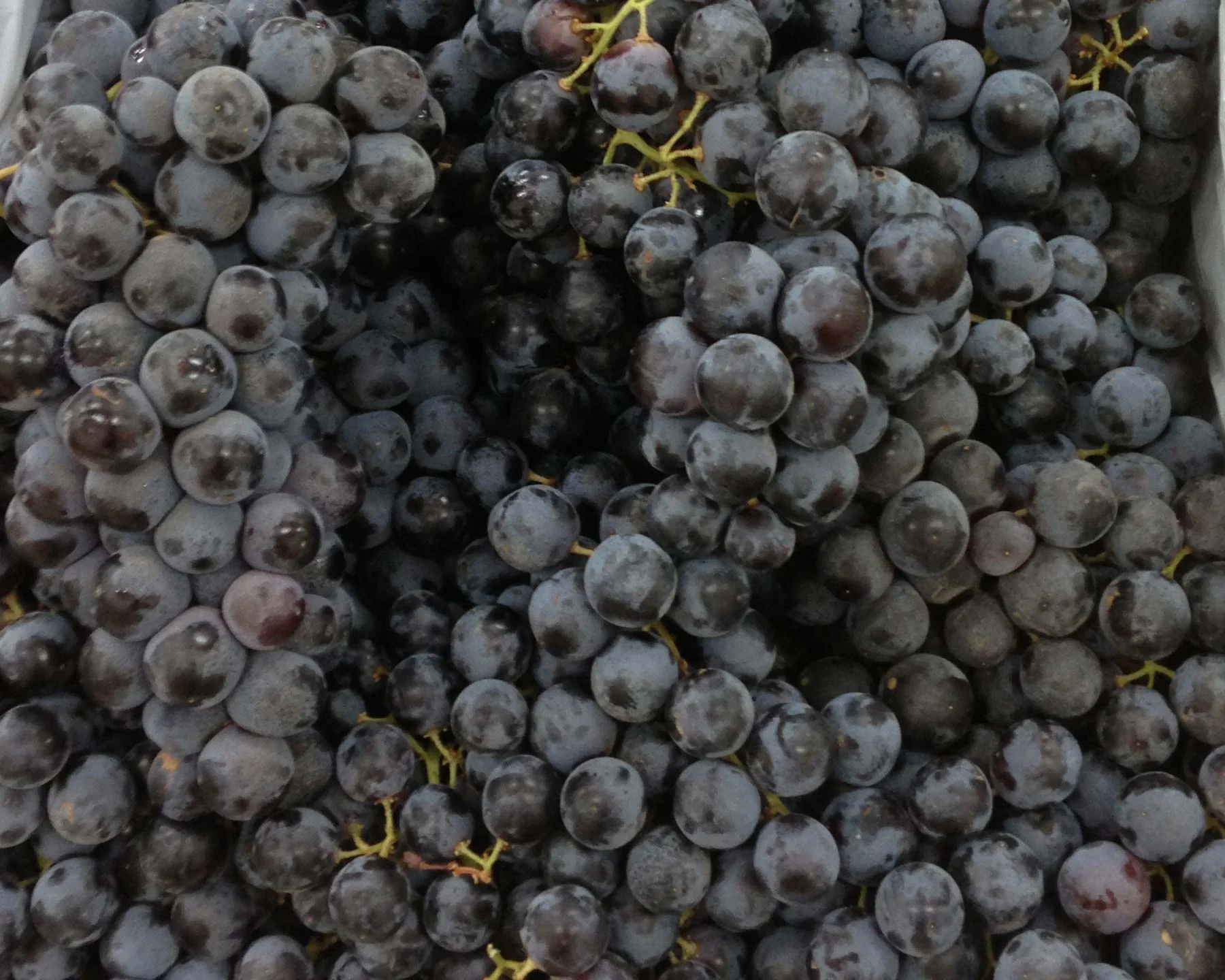 Vigne de table noire - Image 3