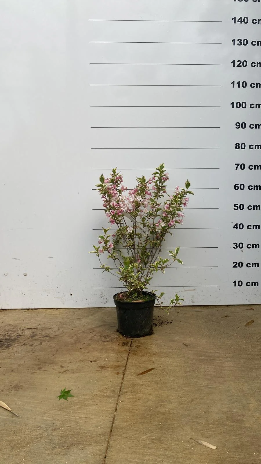 Weigelia à feuilles panachées - Image 4