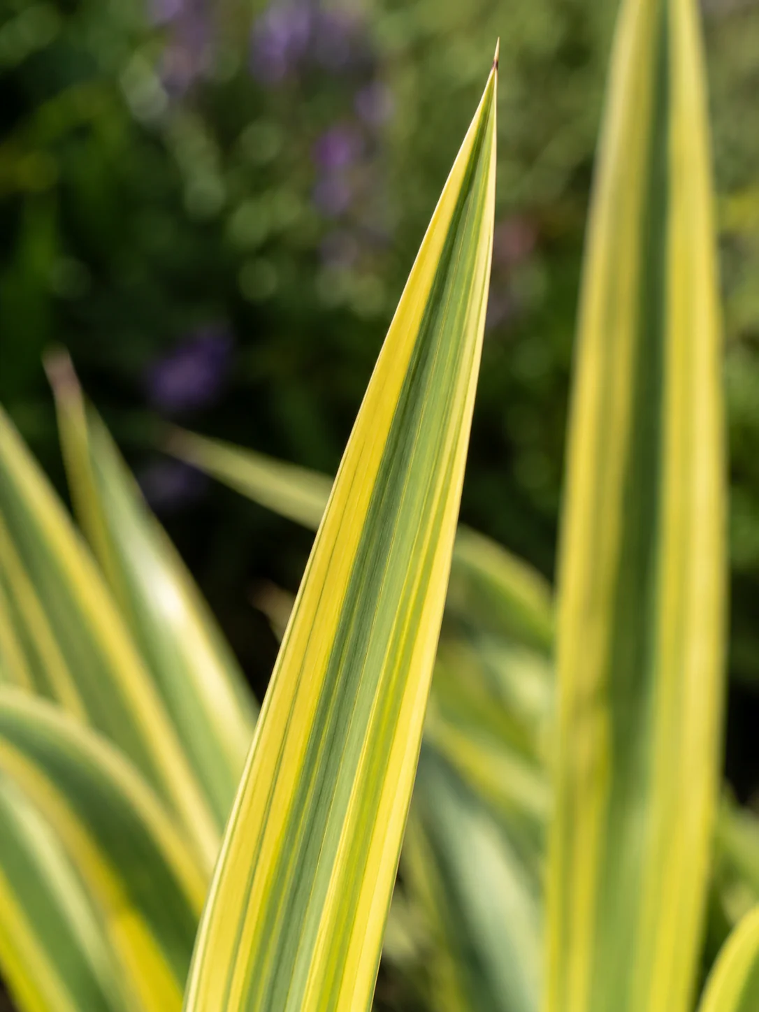 Yucca Gloriosa Citrus twist - Image 2