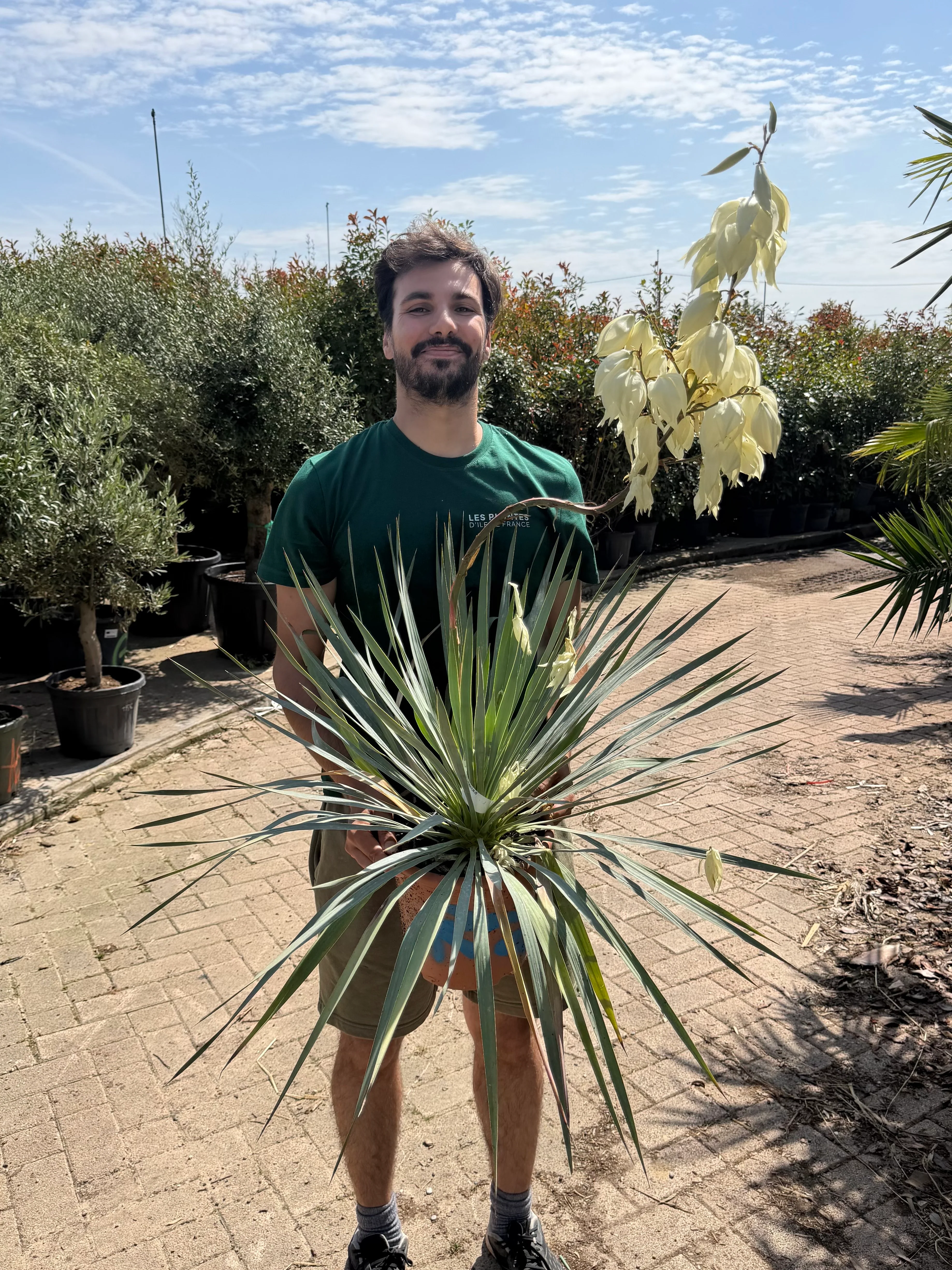 Yucca x 'French Flag' - Image 3